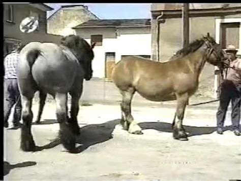 Draft horses mating. Things To Know About Draft horses mating. 